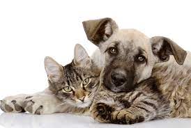  Clinica Veterinária